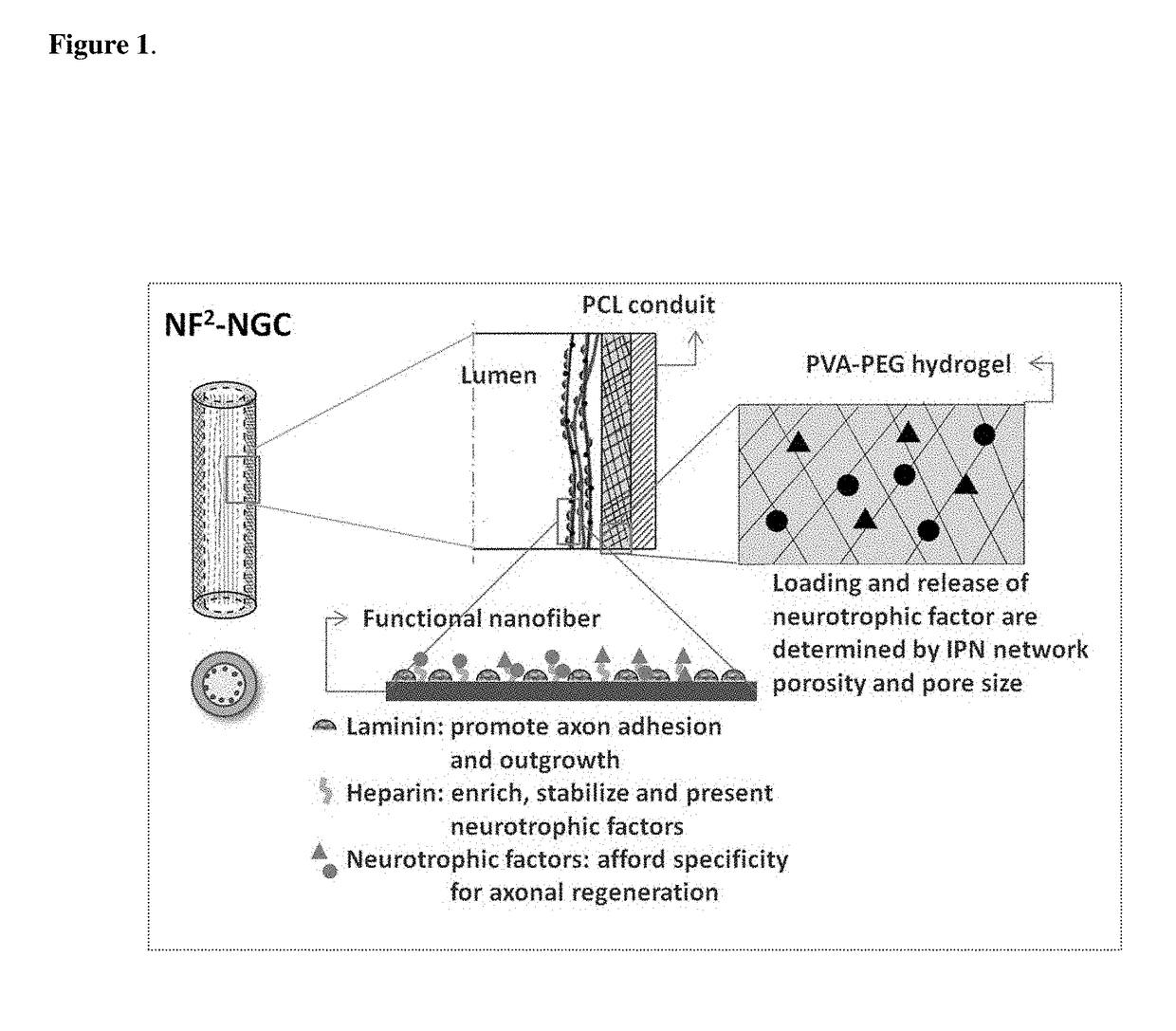 Biodegradable nerve guides