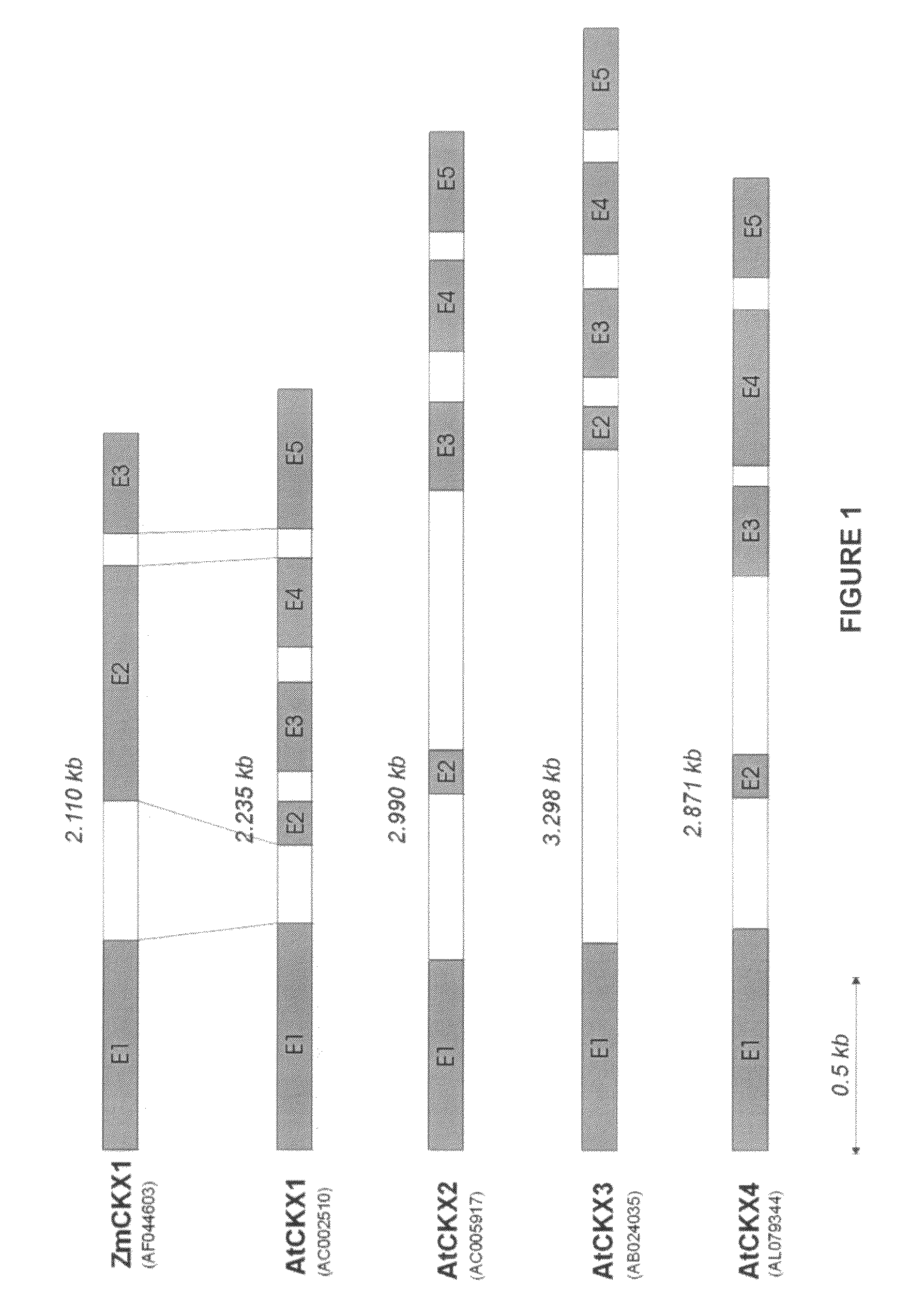 Method for modifying plant morphology, biochemistry and physiology