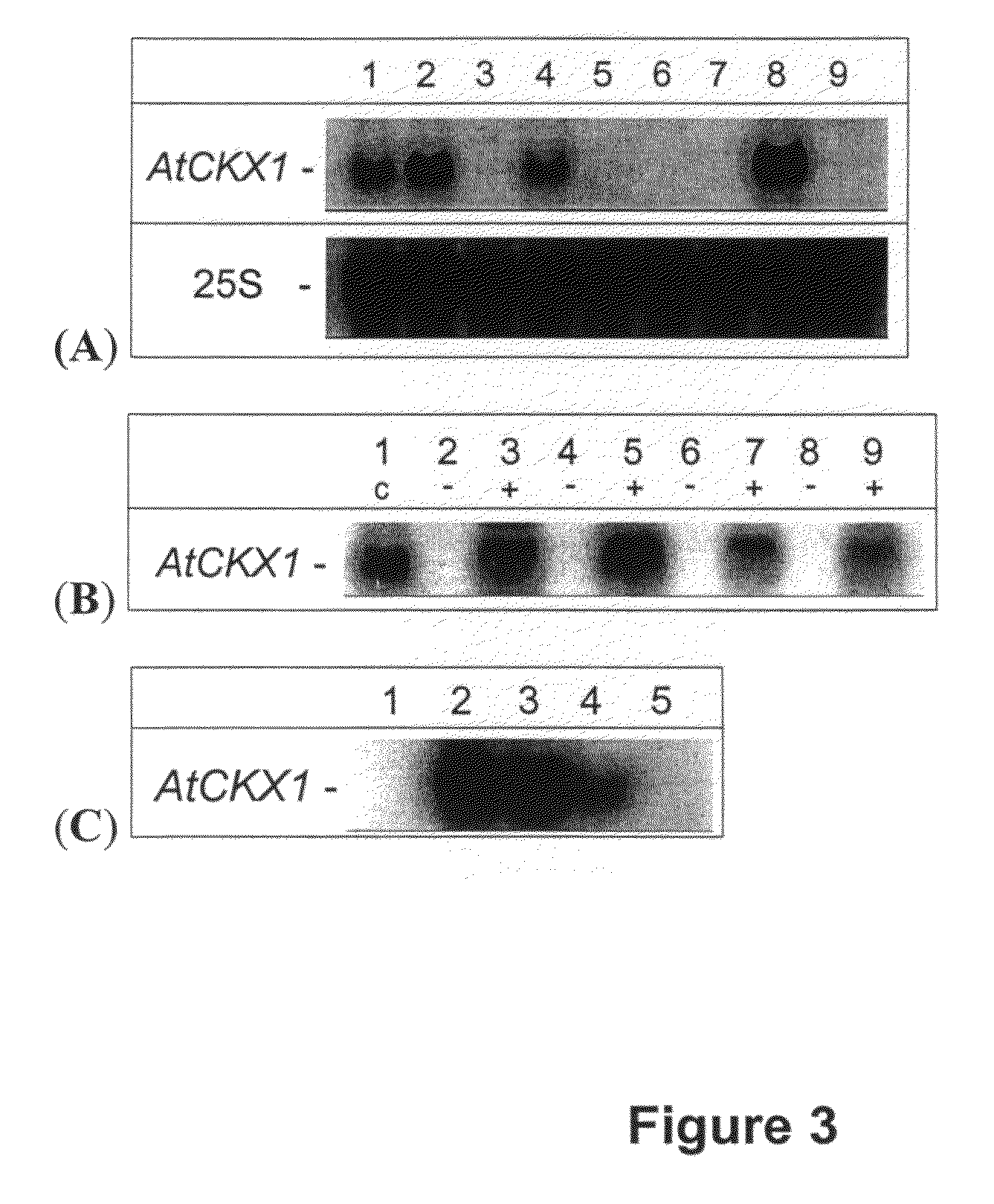 Method for modifying plant morphology, biochemistry and physiology