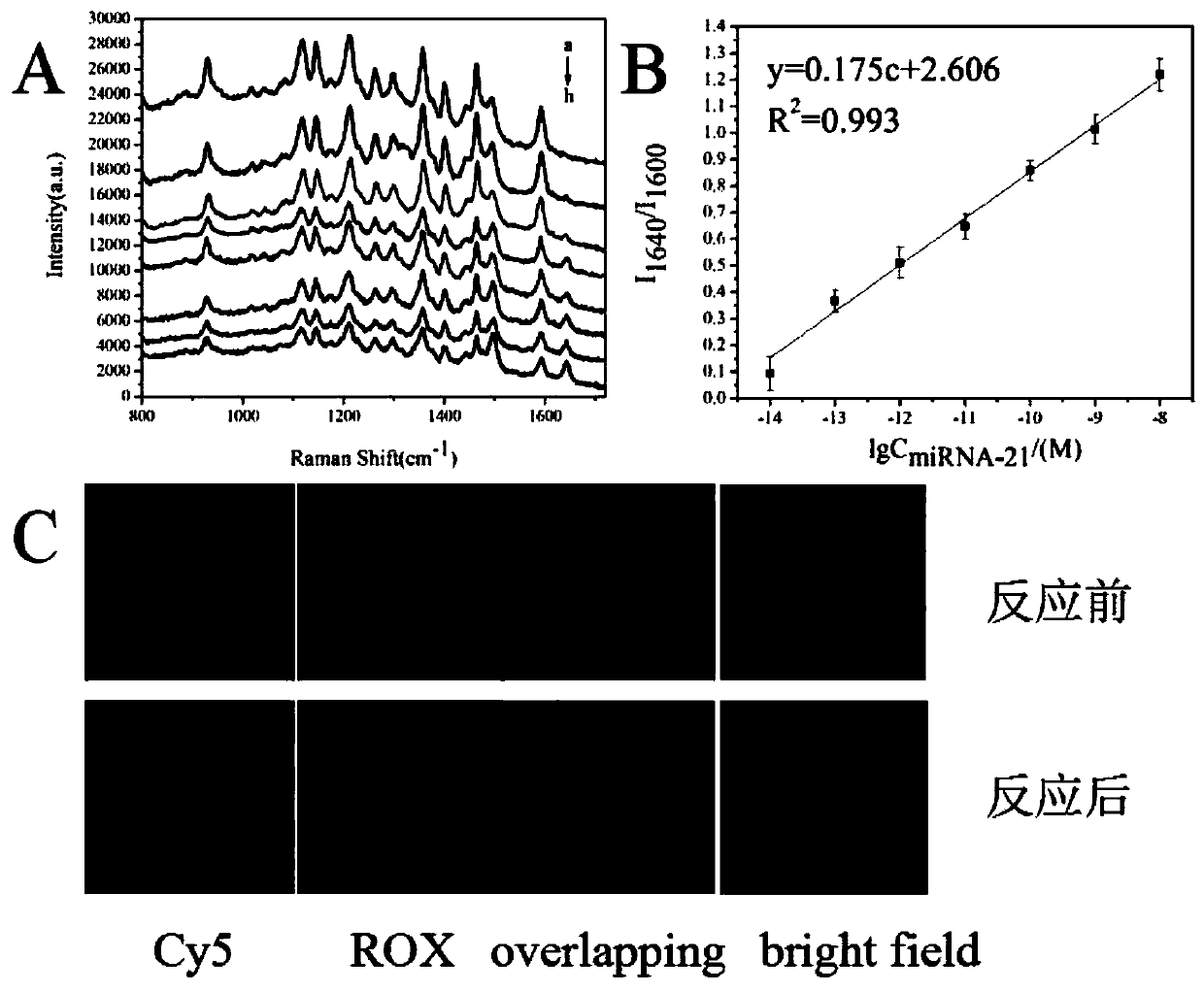 Method for detecting tumor cell marker miRNA-21 and tumor cells