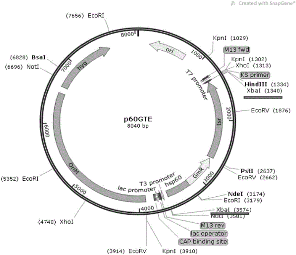 Thiostrepton-gentamicin resistance gene system as well as resistance expression box and recombinant plasmid containing same