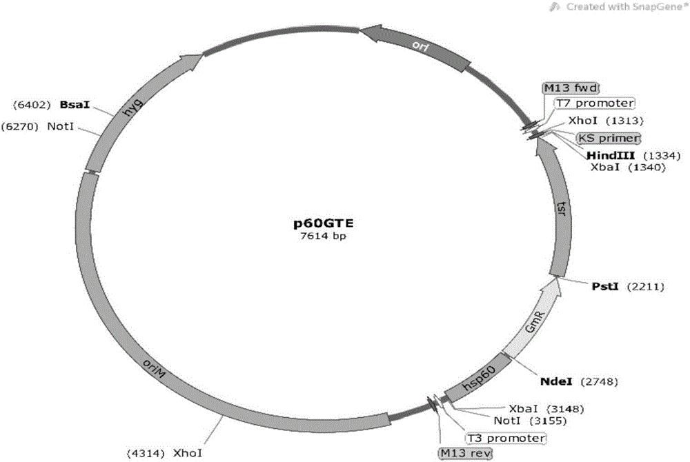 Thiostrepton-gentamicin resistance gene system as well as resistance expression box and recombinant plasmid containing same