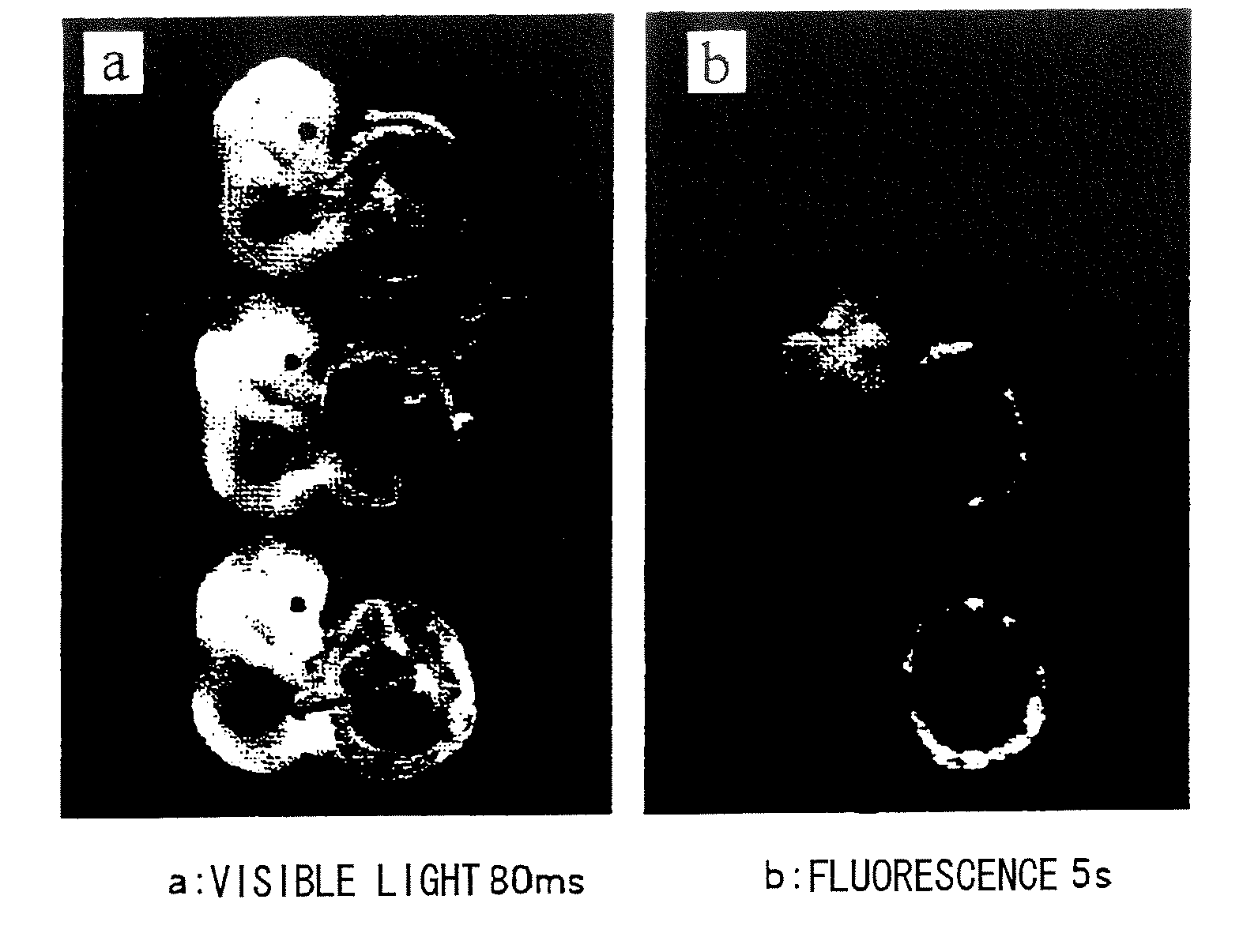 Trophectodermal Cell-Specific Gene Transfer Methods