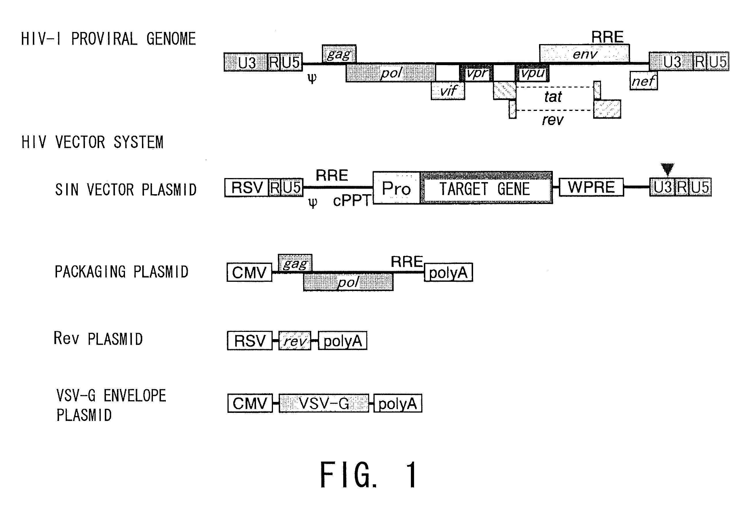 Trophectodermal Cell-Specific Gene Transfer Methods