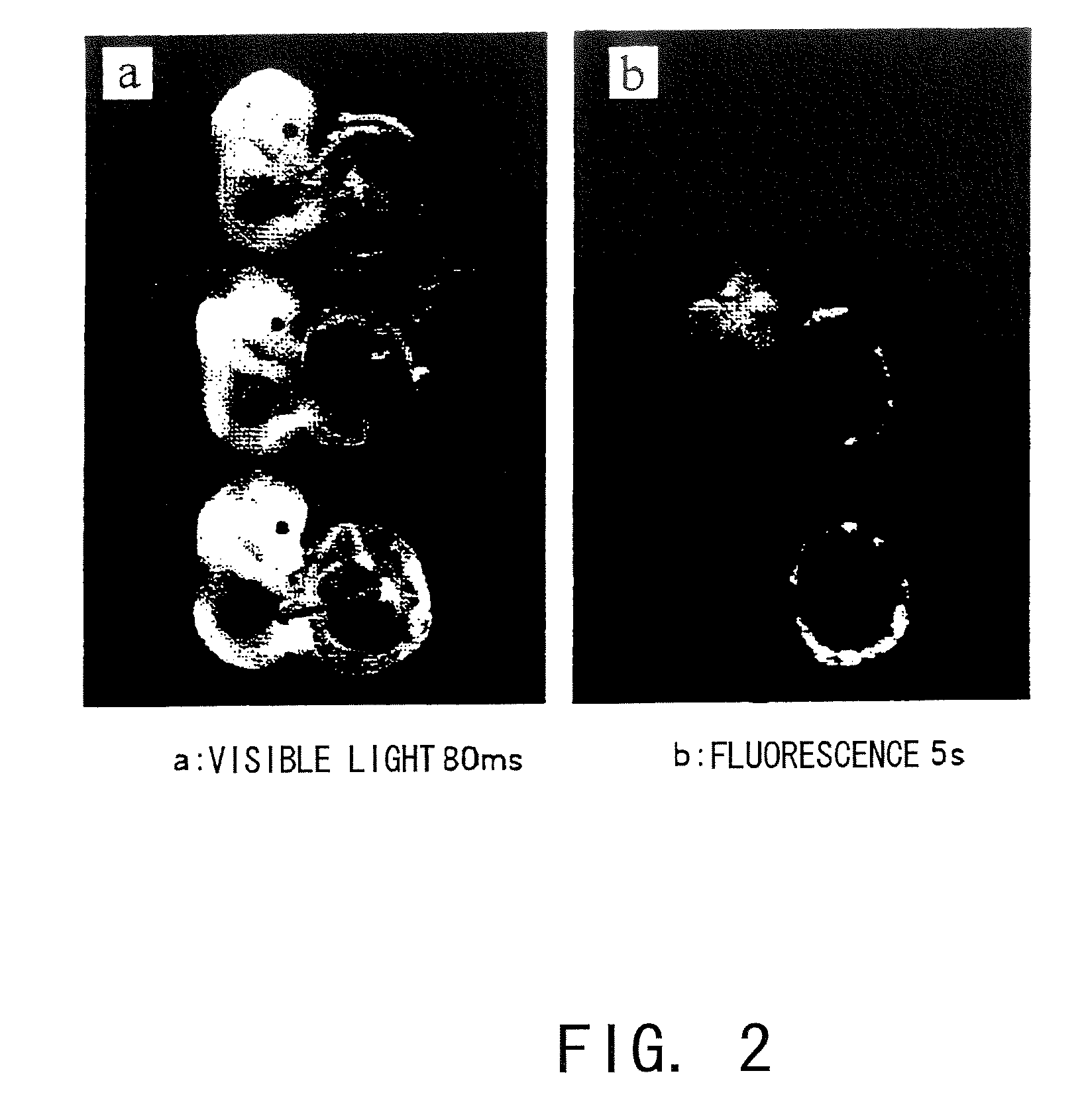 Trophectodermal Cell-Specific Gene Transfer Methods