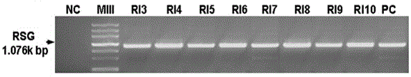 Plant expression vector with nicotiana tabacum gibberellins synthesis transcription regulation factor gene, and application of plant expression vector