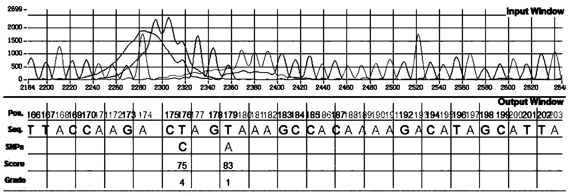 Method for identifying SNP in individual in Sanger sequencing oriented to PCR products of diploid