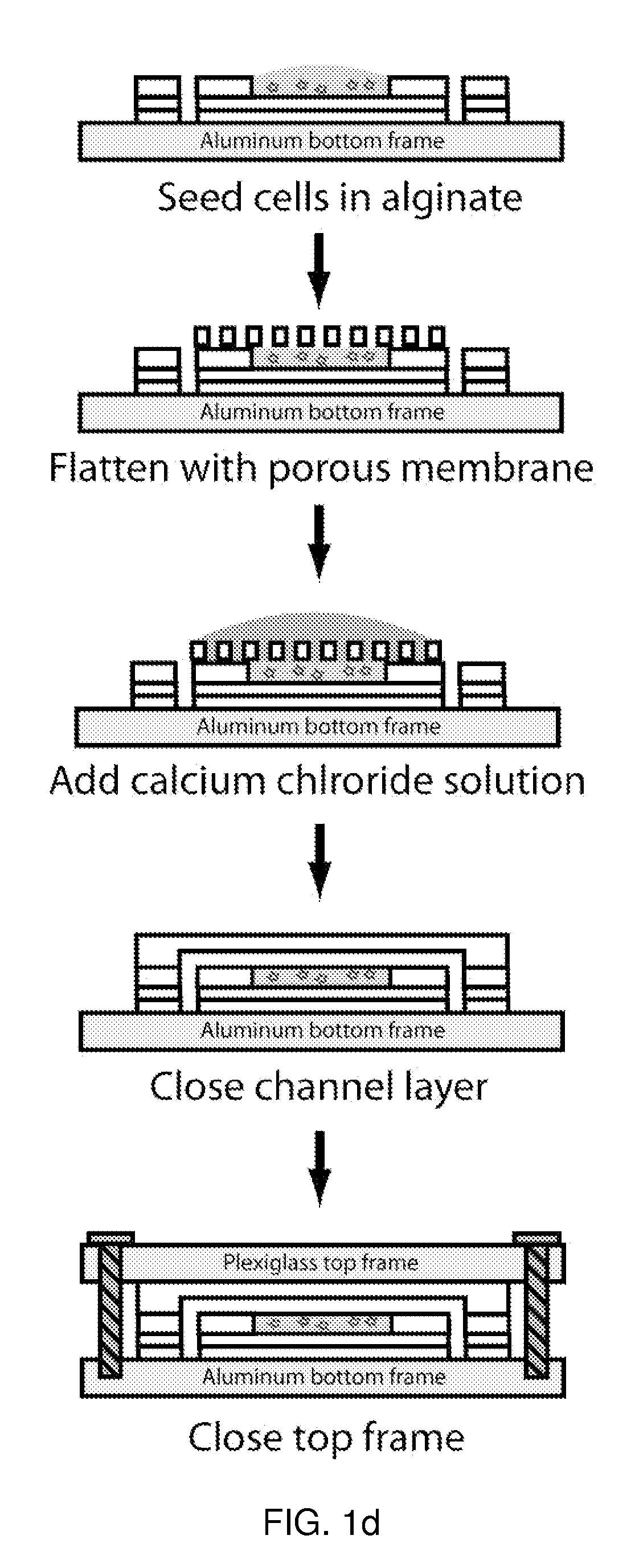 Microfluidic device for pharmacokinetic-pharmacodynamic study of drugs and uses thereof