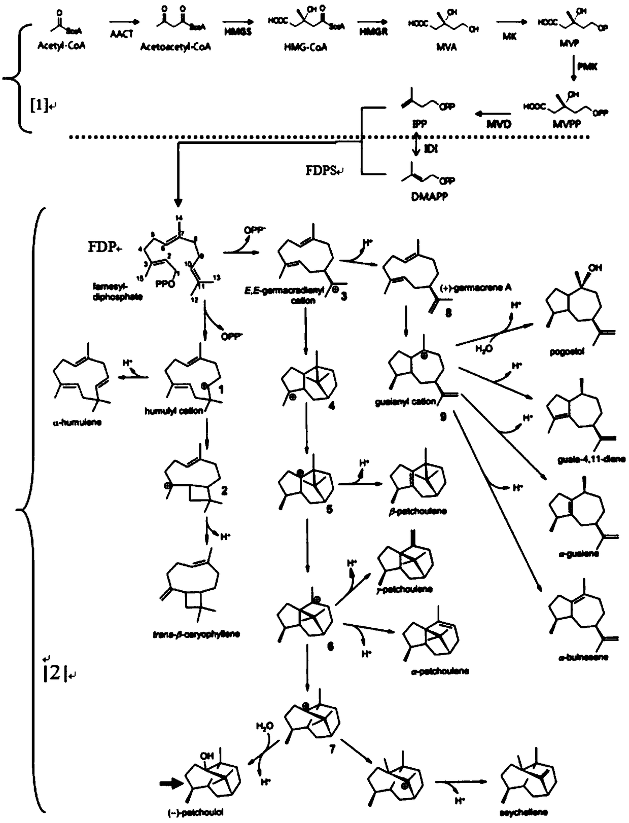 PcFPS gene primer pair and application of gene amplified by primer pair to increase of content of patchouli alcohol in pogostemon cablin