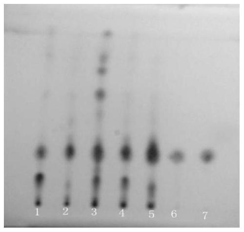 Quality control method for medicinal material of dotted ardisia