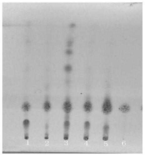 Quality control method for medicinal material of dotted ardisia