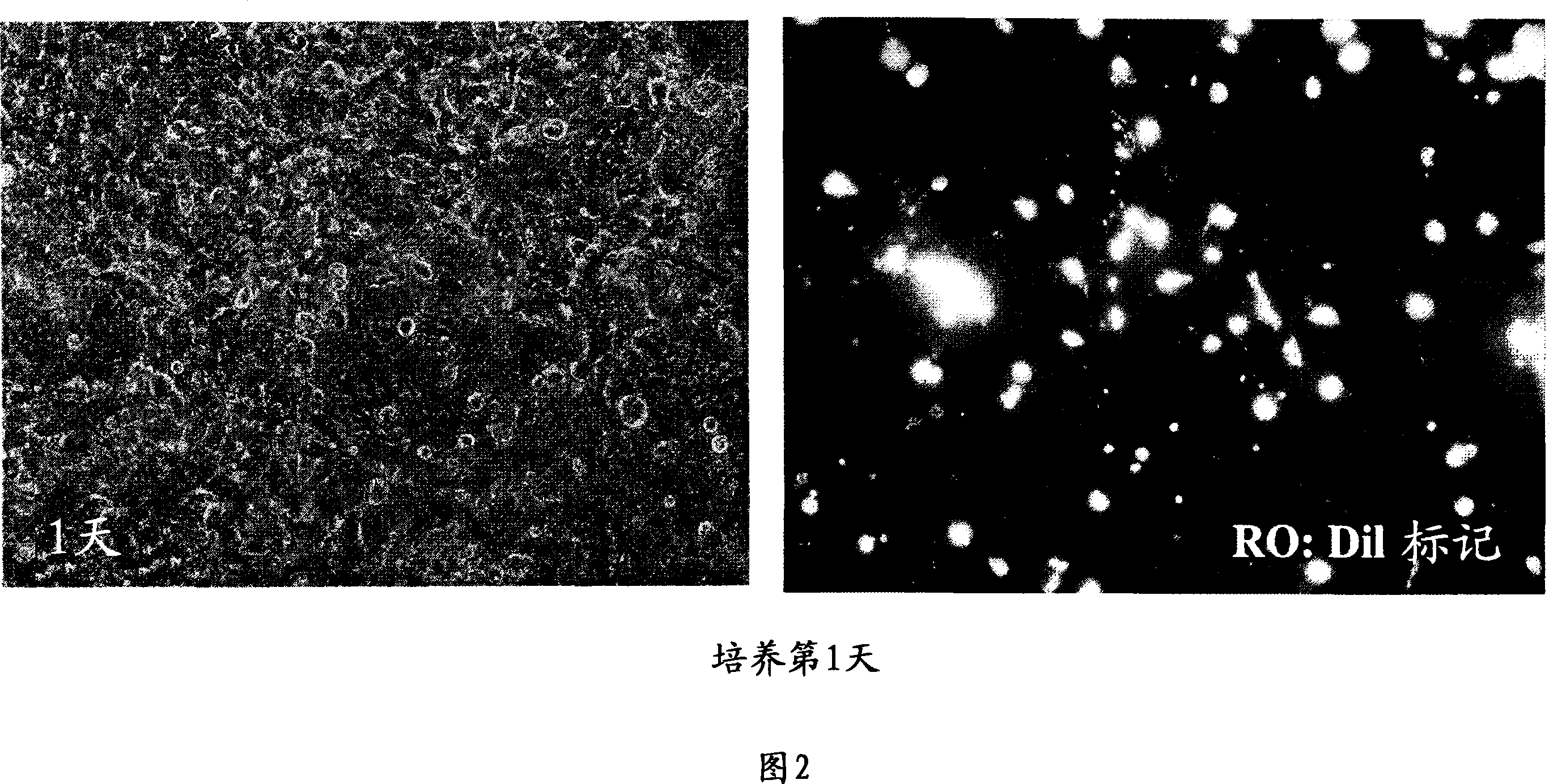 Corneal epithelial sheet and process for producing the same