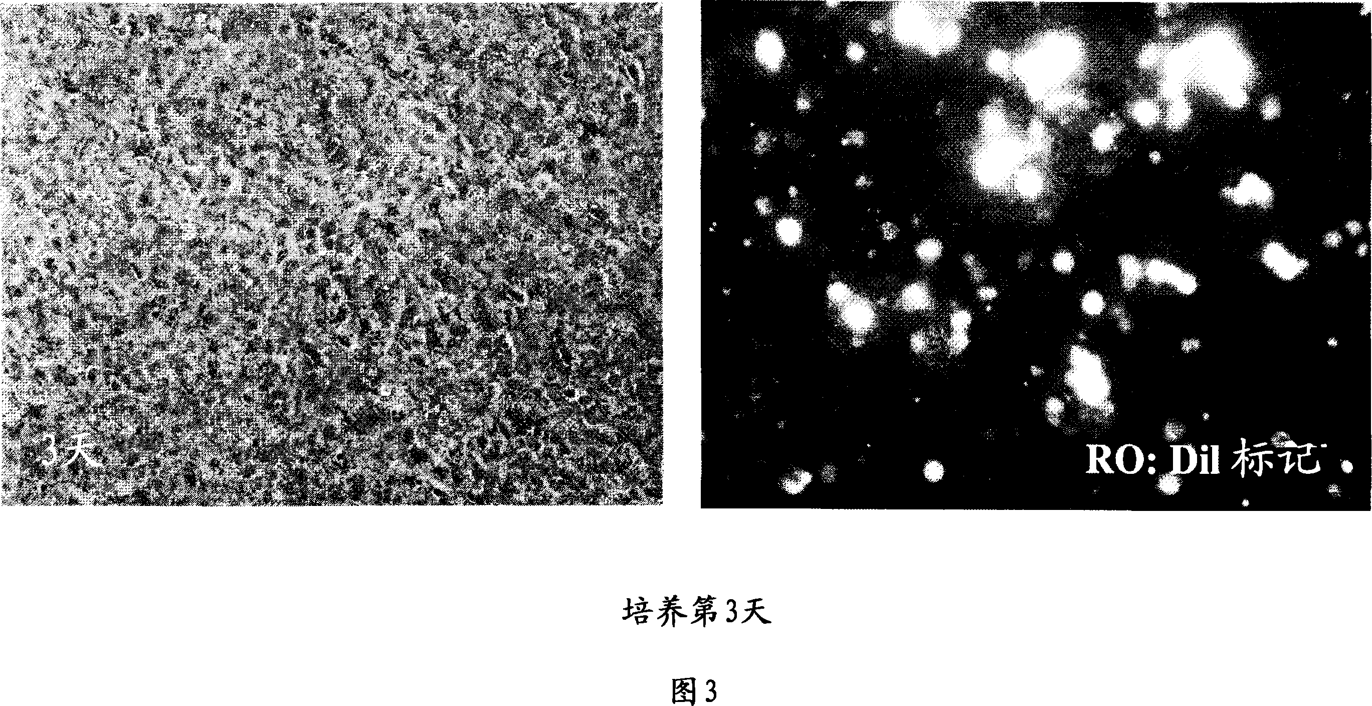 Corneal epithelial sheet and process for producing the same