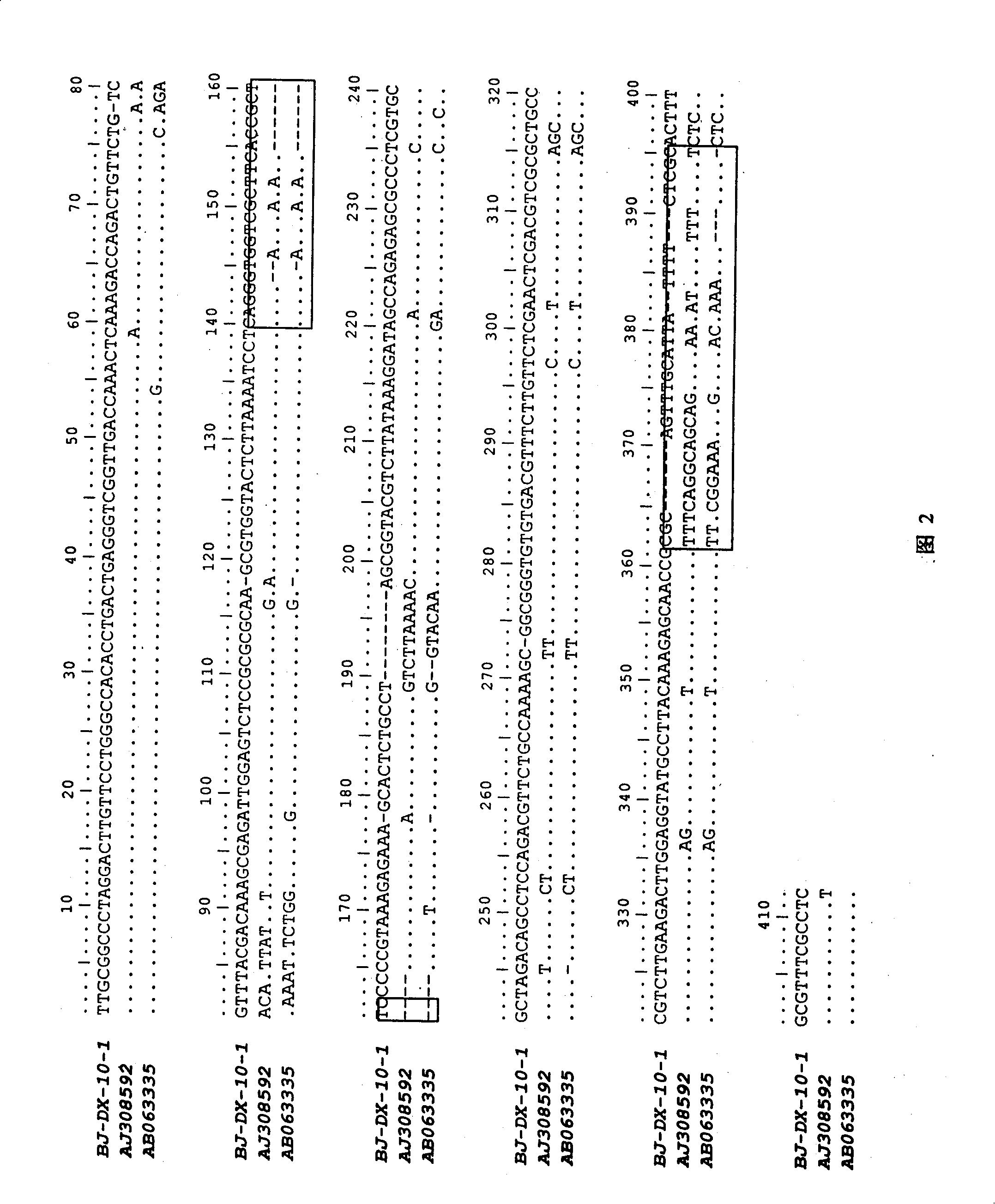 Rapid diagnosis method for diagnosing exotic insect western flower thrips and diagnosis primer thereof