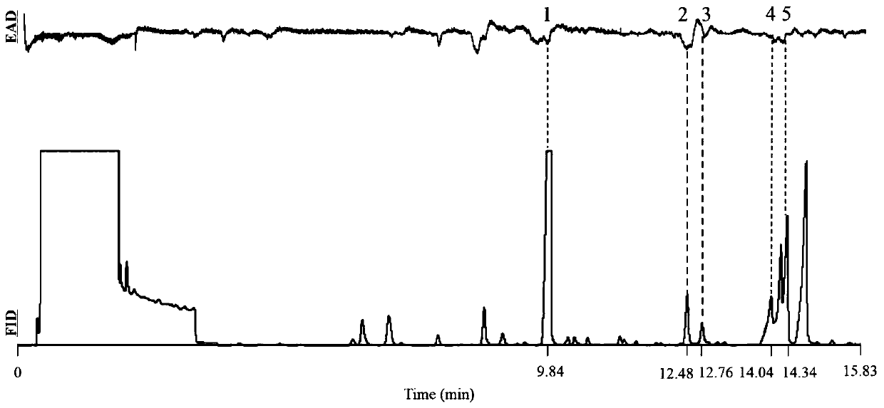 Method for testing young-citrus-fruit-originated volatile matters having behavioral response to adult Bactrocera minax