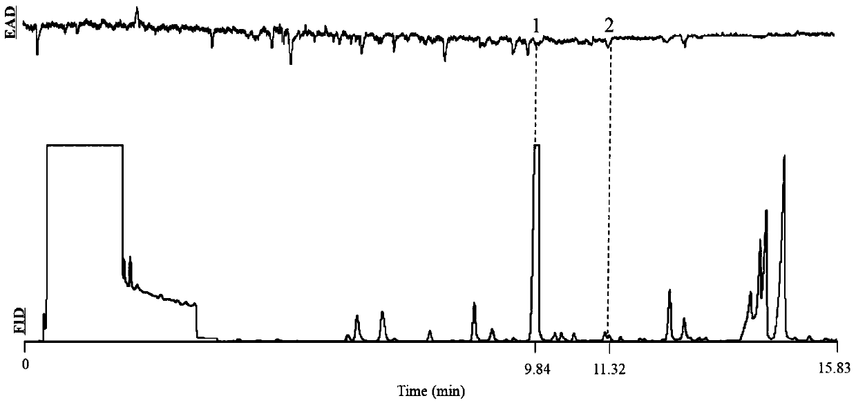 Method for testing young-citrus-fruit-originated volatile matters having behavioral response to adult Bactrocera minax