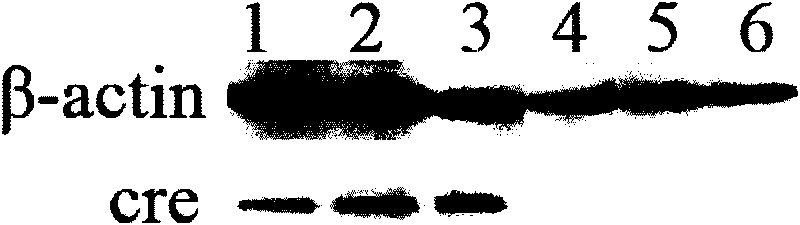 Method for deleting exogenous gene in transgenic cell at fixed point