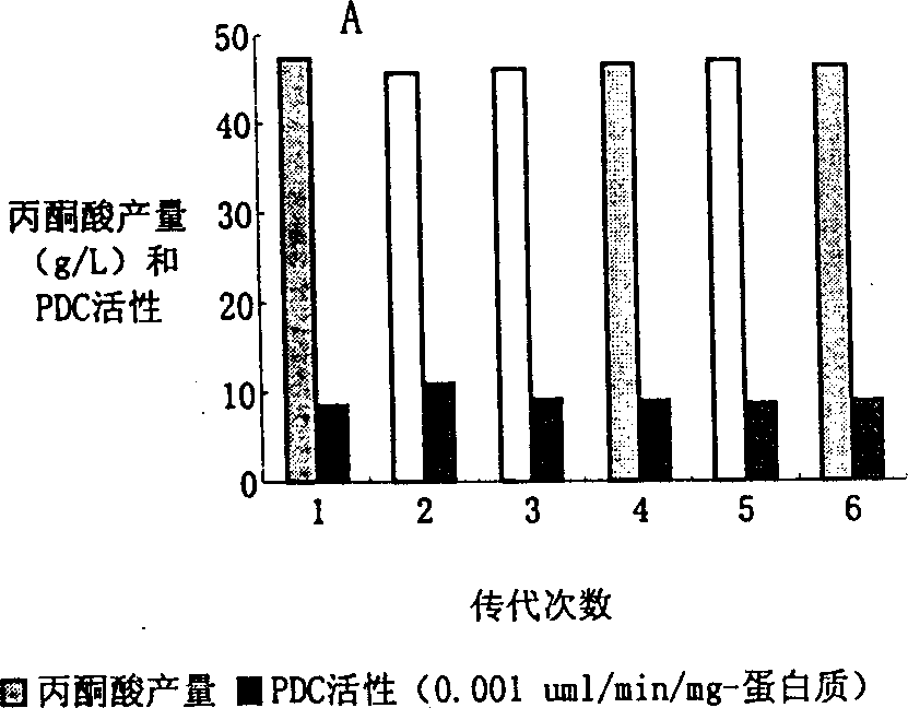 Acetic acid leakage type high-yield pyruvate bacterium and its breeding method and producing pyruvic acid by said bacterium via fermentation process