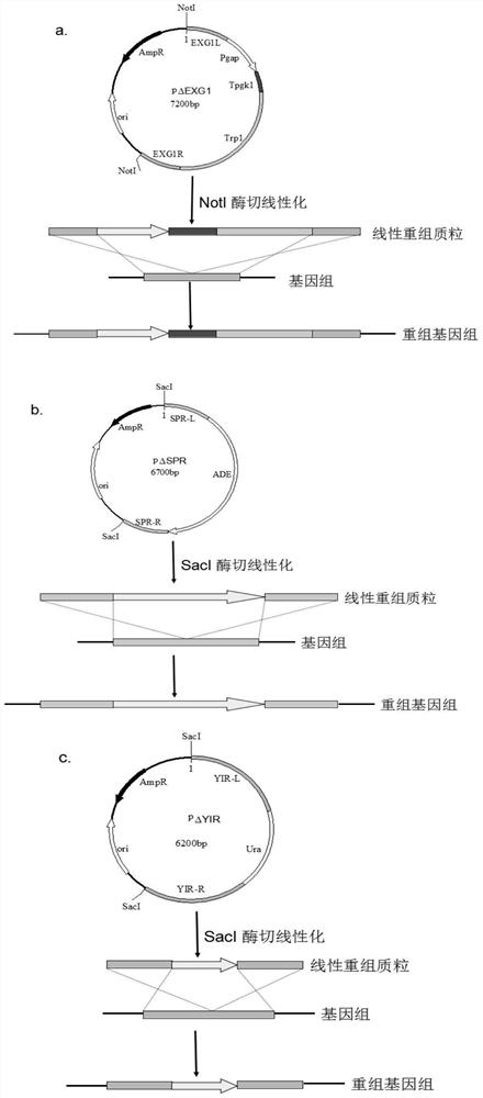 A genetically engineered bacterium that catalyzes the glucosidation of flavonoids and its application