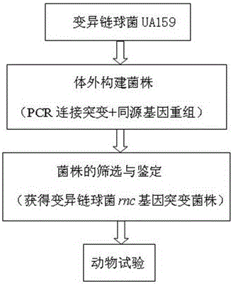 Streptococcus mutans rnc gene mutant strain and application thereof