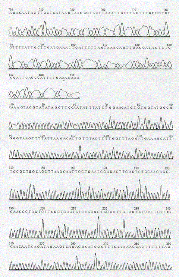 Streptococcus mutans rnc gene mutant strain and application thereof