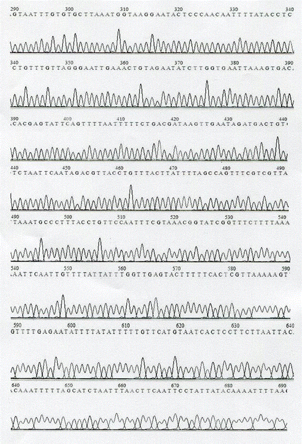 Streptococcus mutans rnc gene mutant strain and application thereof