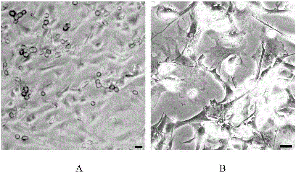 Naked mole rat oligodendroglia precursor cell culture method