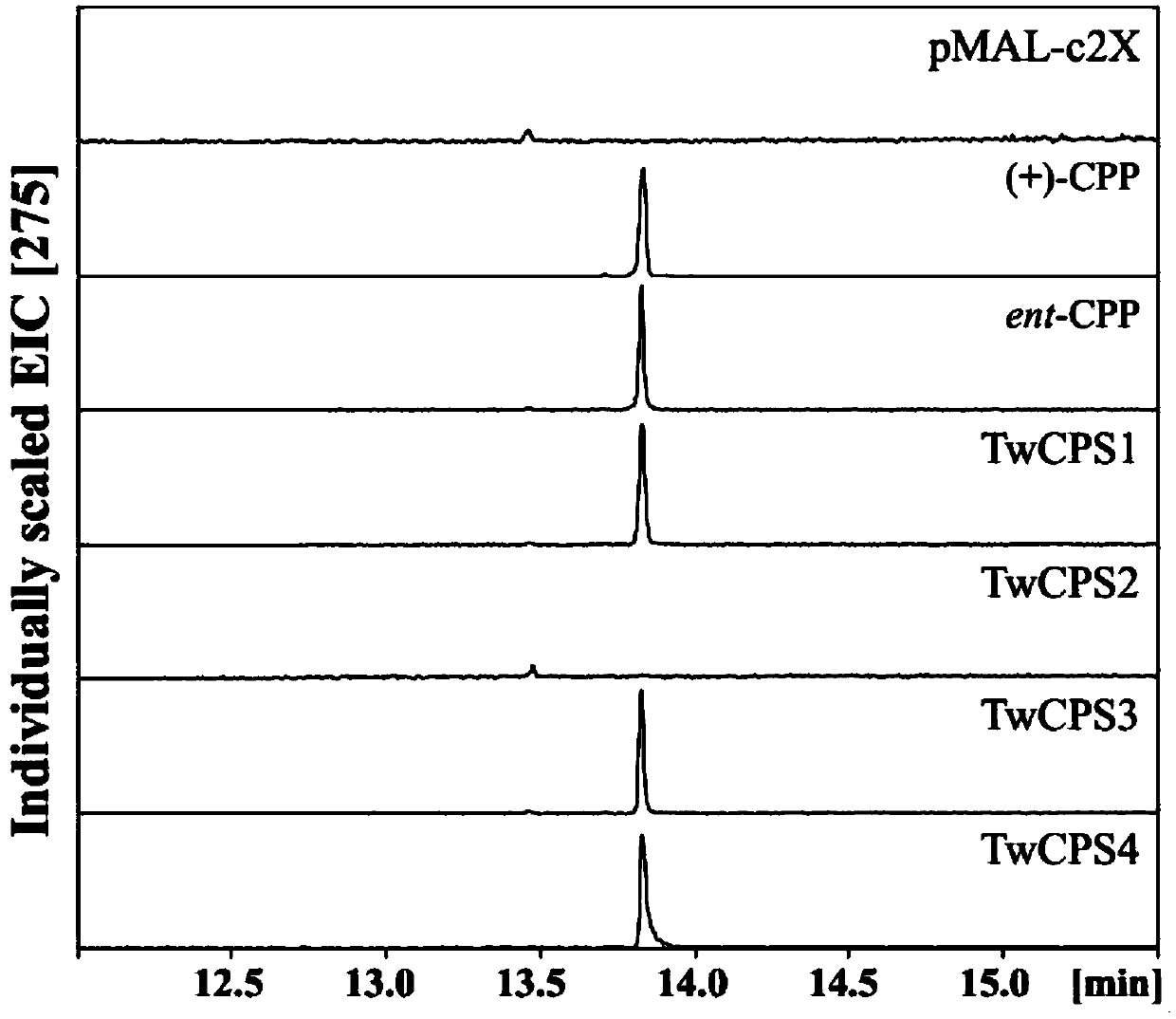 Tripterygium wilfordii pyrophosphate synthase twcps4 and its application in the preparation of abietane-type diterpenoids