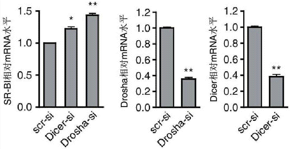 Application of MicroRNA or Its Inhibitors in the Regulation of Lipid Metabolism