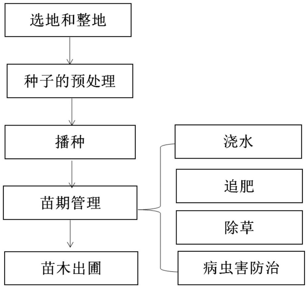 Seedling raising method for extra-large apple type chaenomeles sinensis