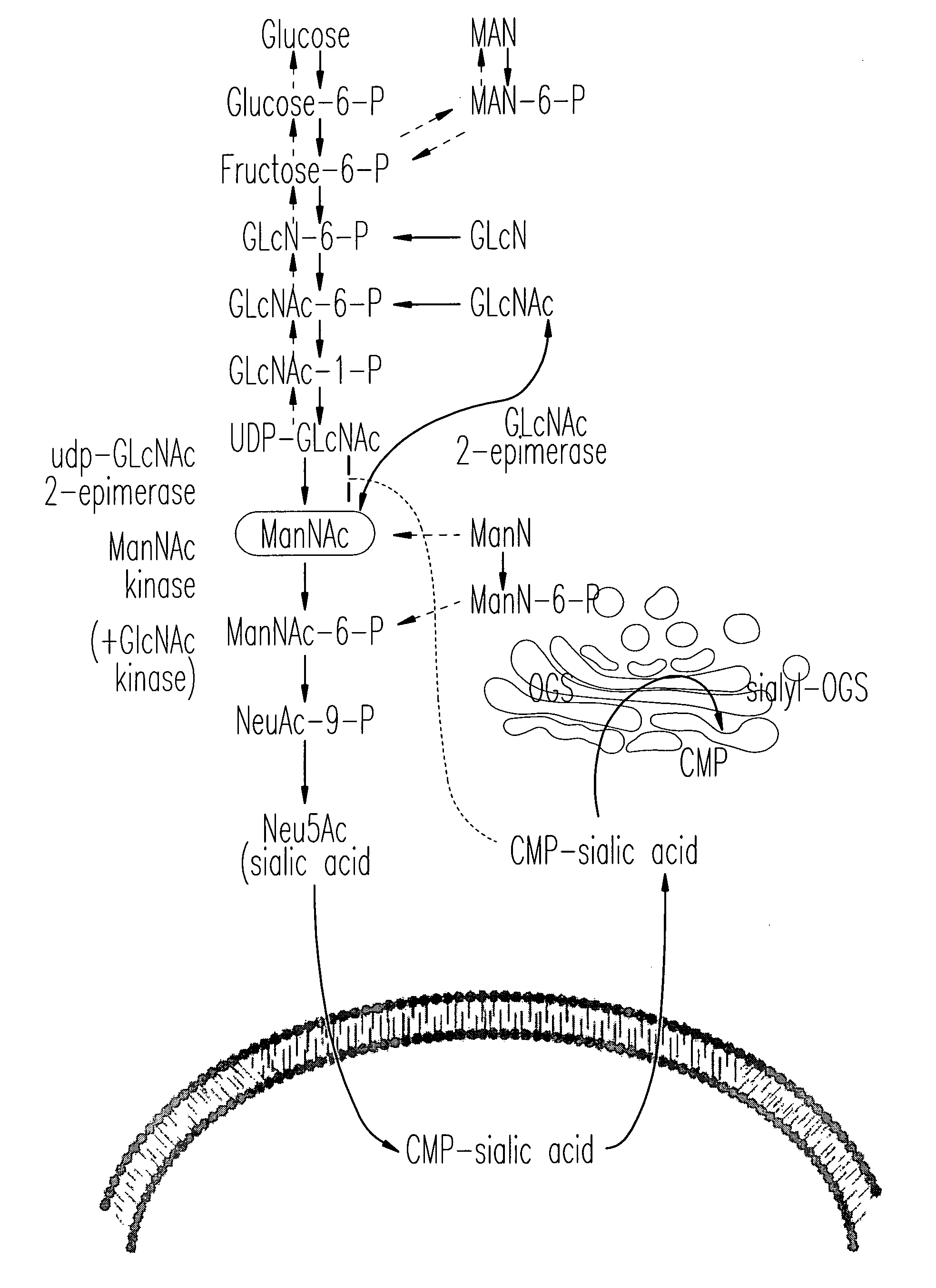 N-acetyl mannosamine as a therapeutic agent