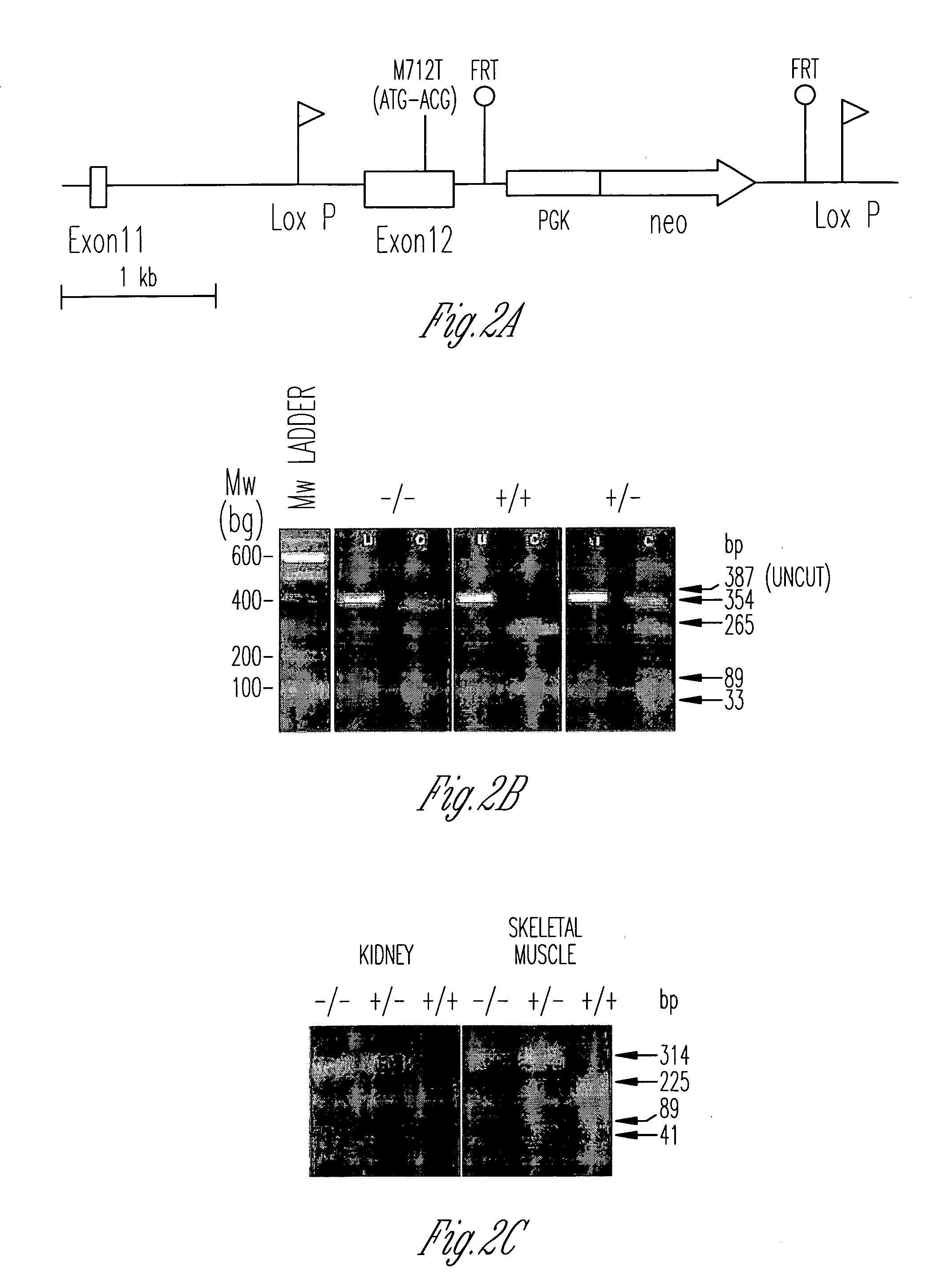 N-acetyl mannosamine as a therapeutic agent