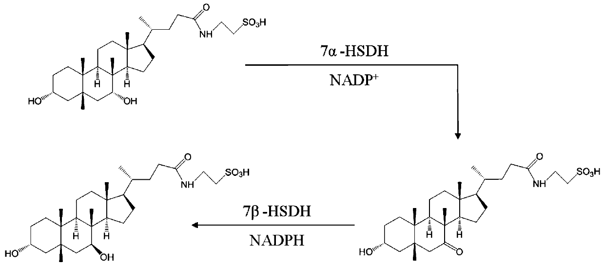 7alpha-oxhydryl sterol dehydrogenase and encoding gene and application thereof