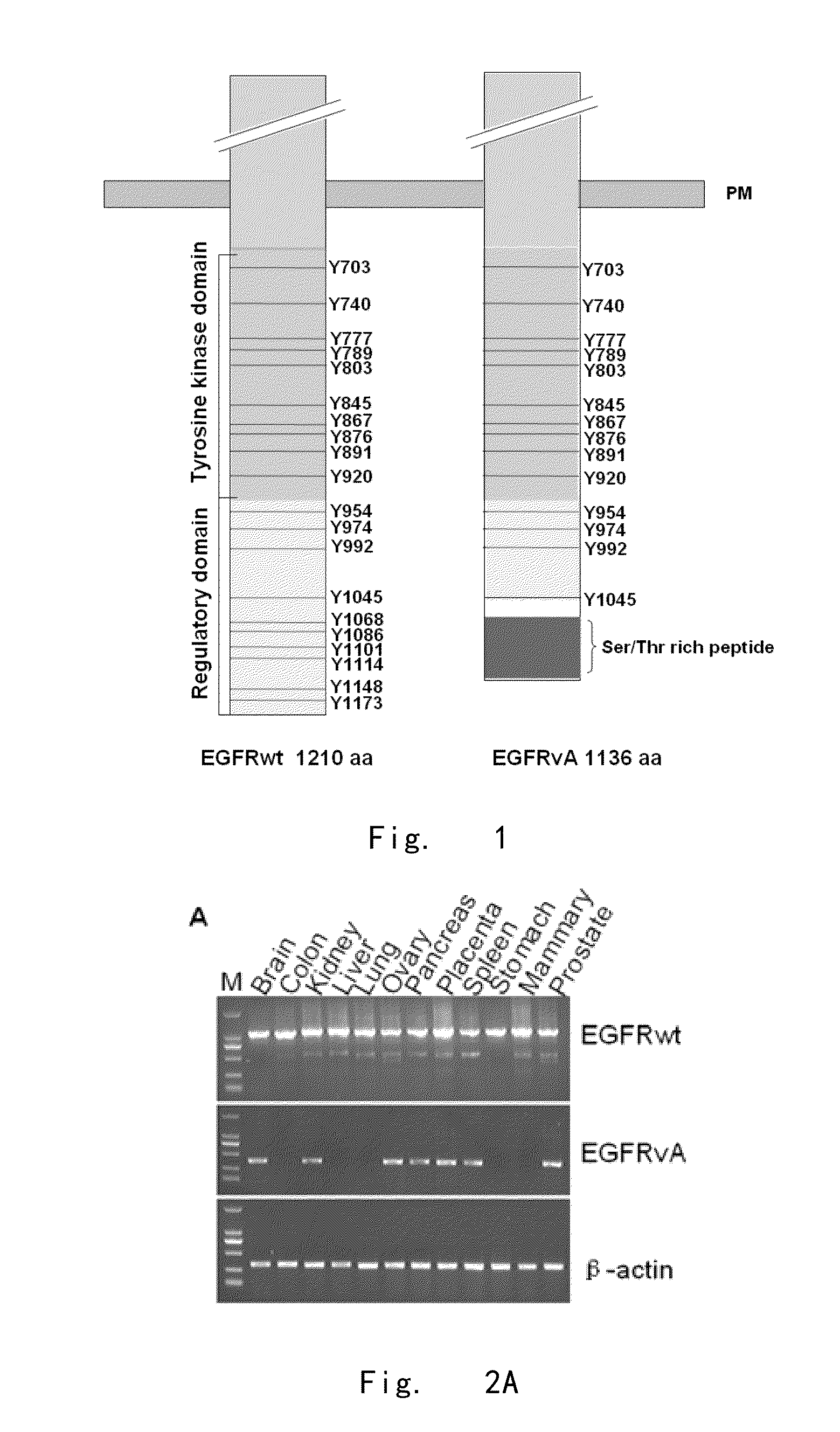 Epidermal growth factor receptor variant