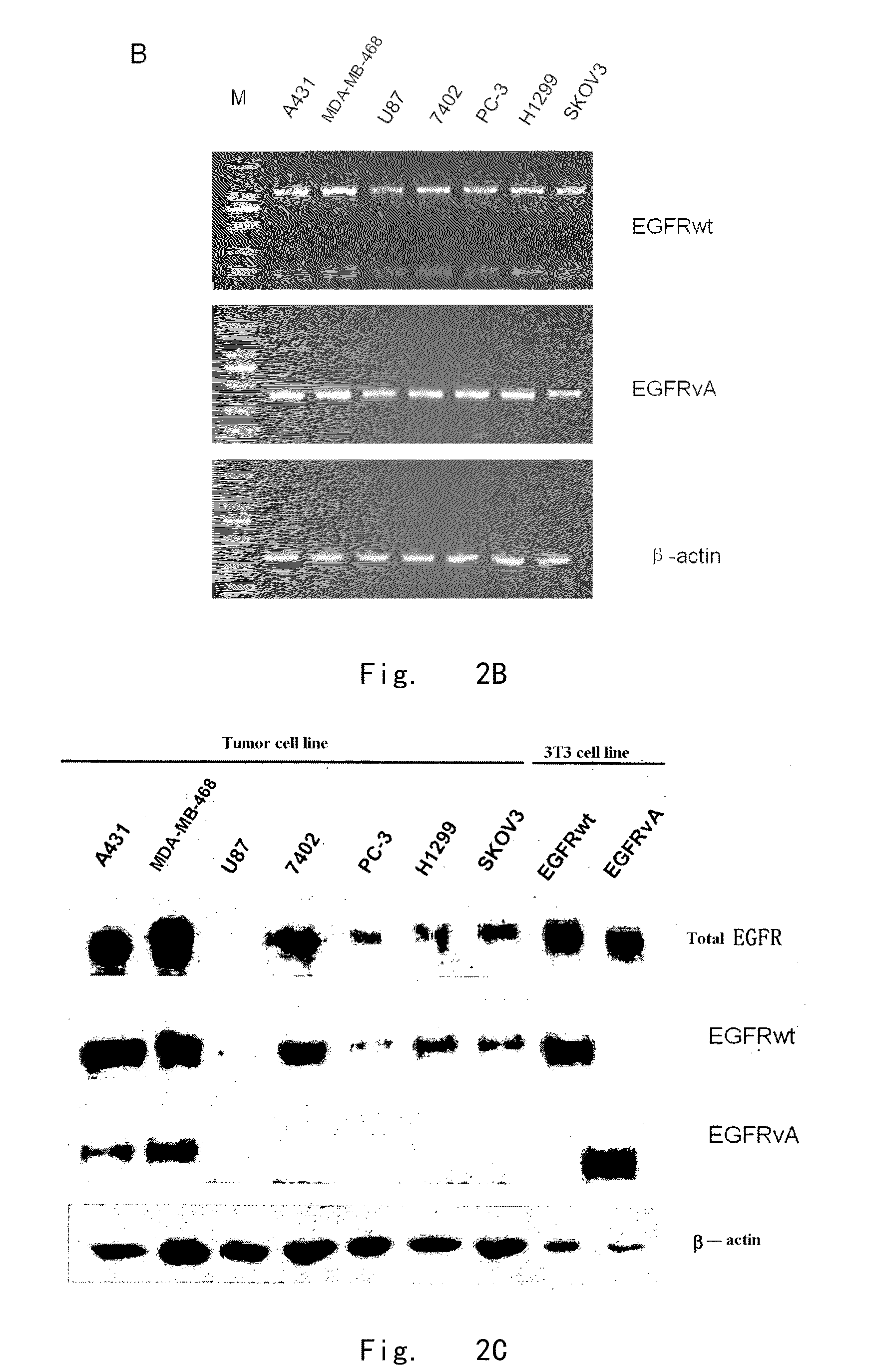 Epidermal growth factor receptor variant