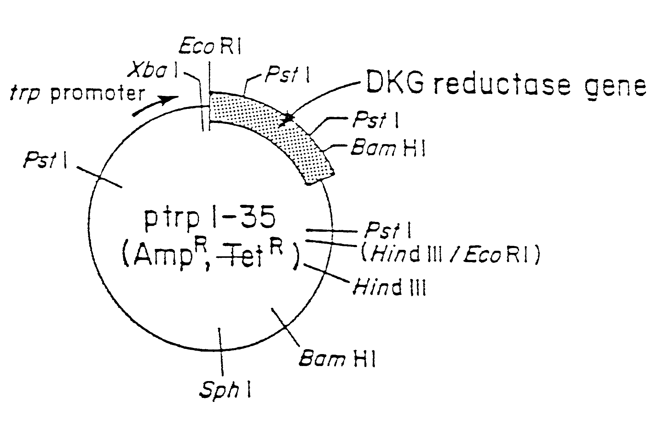 Enzymes for the production of 2-keto-L-gulonic acid