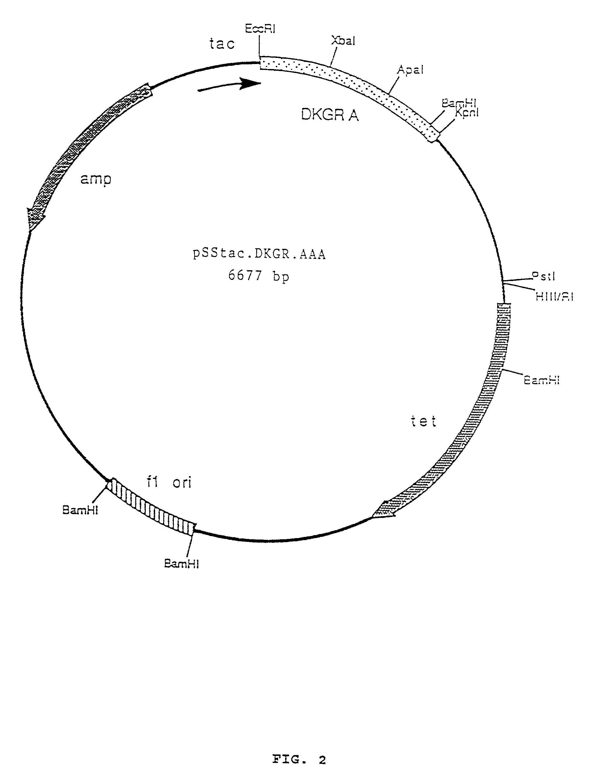 Enzymes for the production of 2-keto-L-gulonic acid