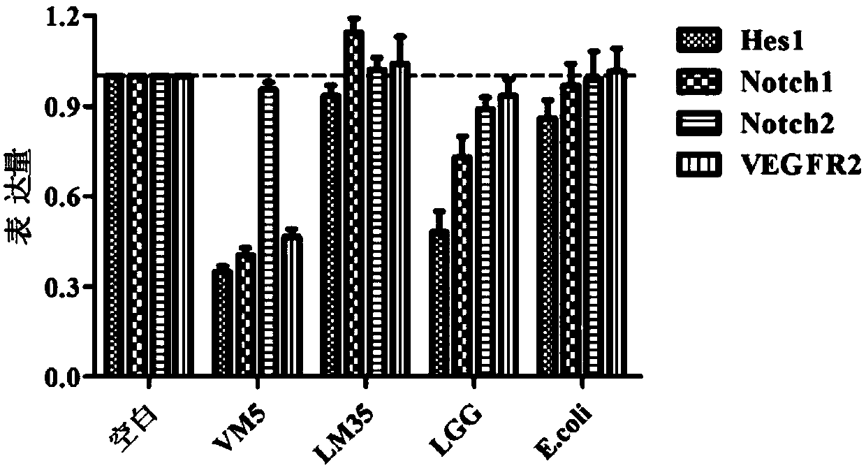 Lactococcus lactis subsp. lactis for regulating signal path of colon tumor and application thereof