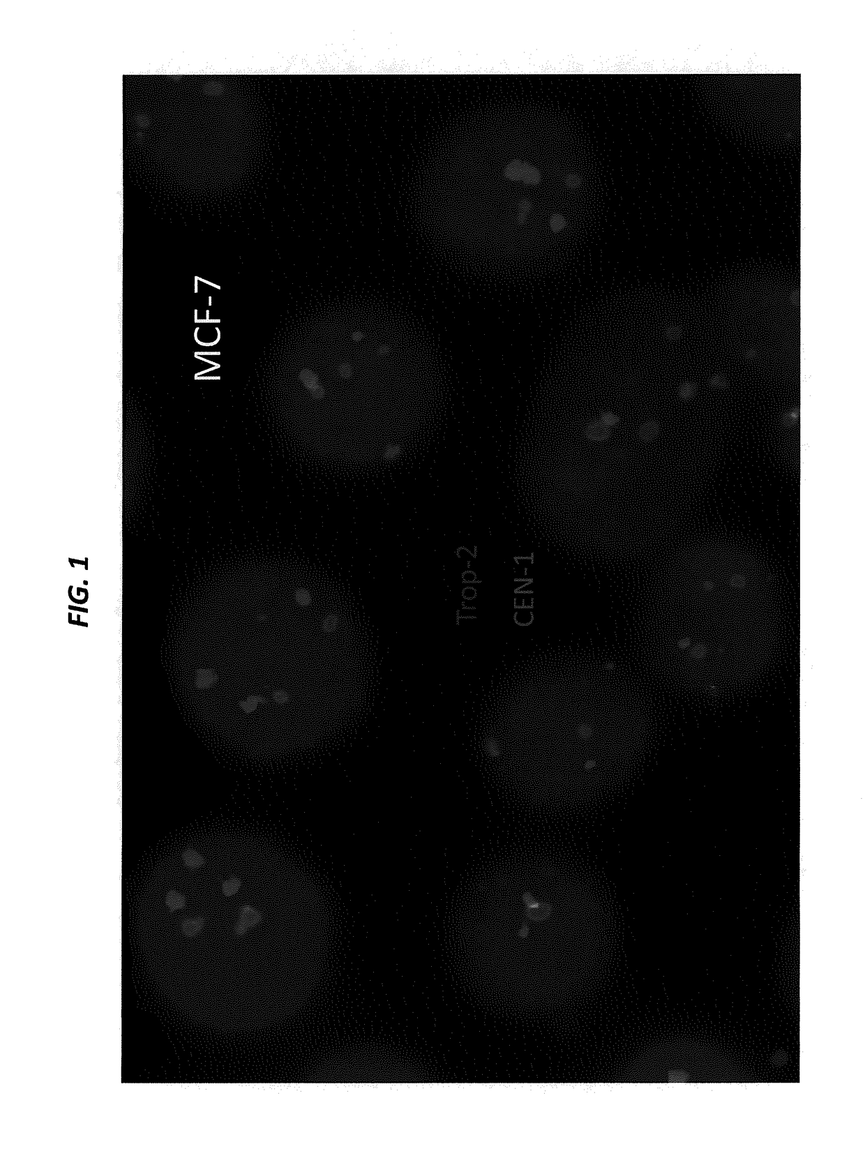 Isolation, detection, diagnosis and/or characterization of circulating Trop-2-positive cancer cells