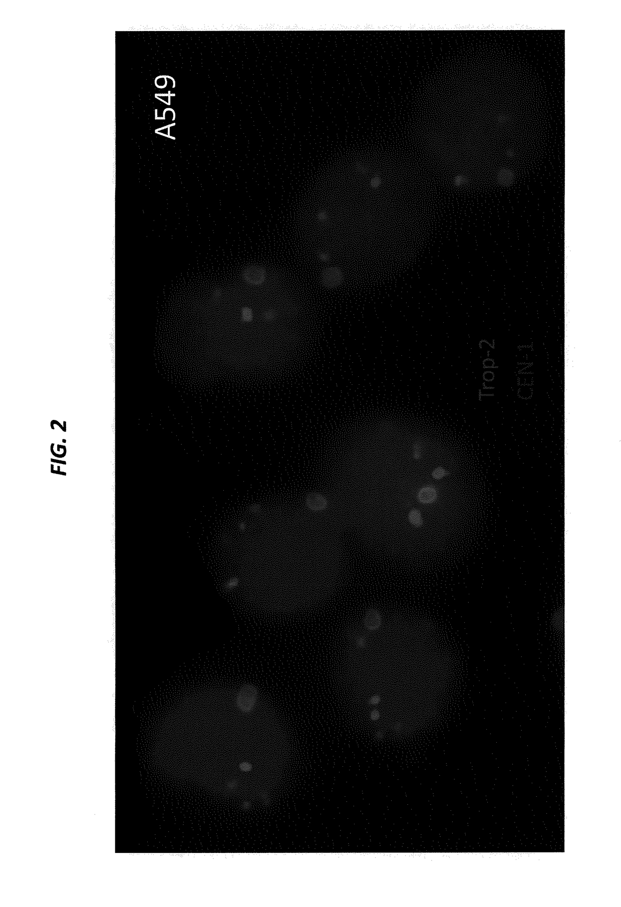 Isolation, detection, diagnosis and/or characterization of circulating Trop-2-positive cancer cells