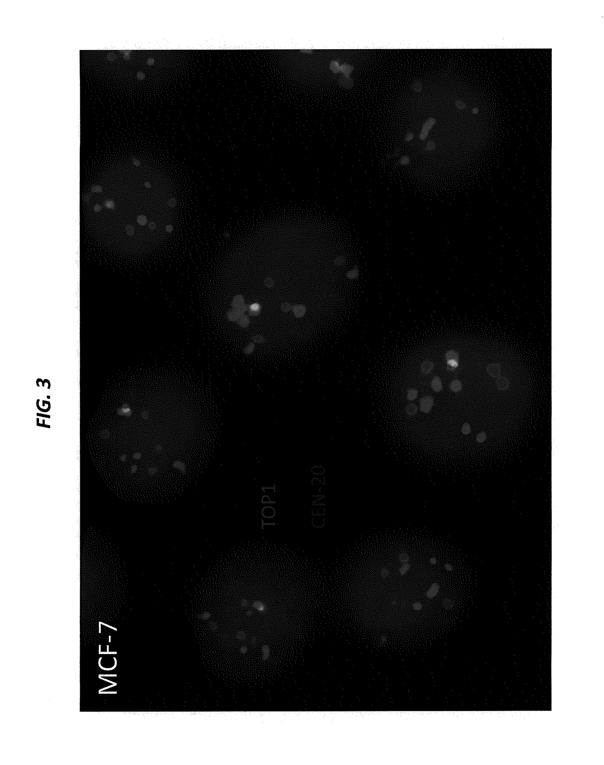 Isolation, detection, diagnosis and/or characterization of circulating Trop-2-positive cancer cells