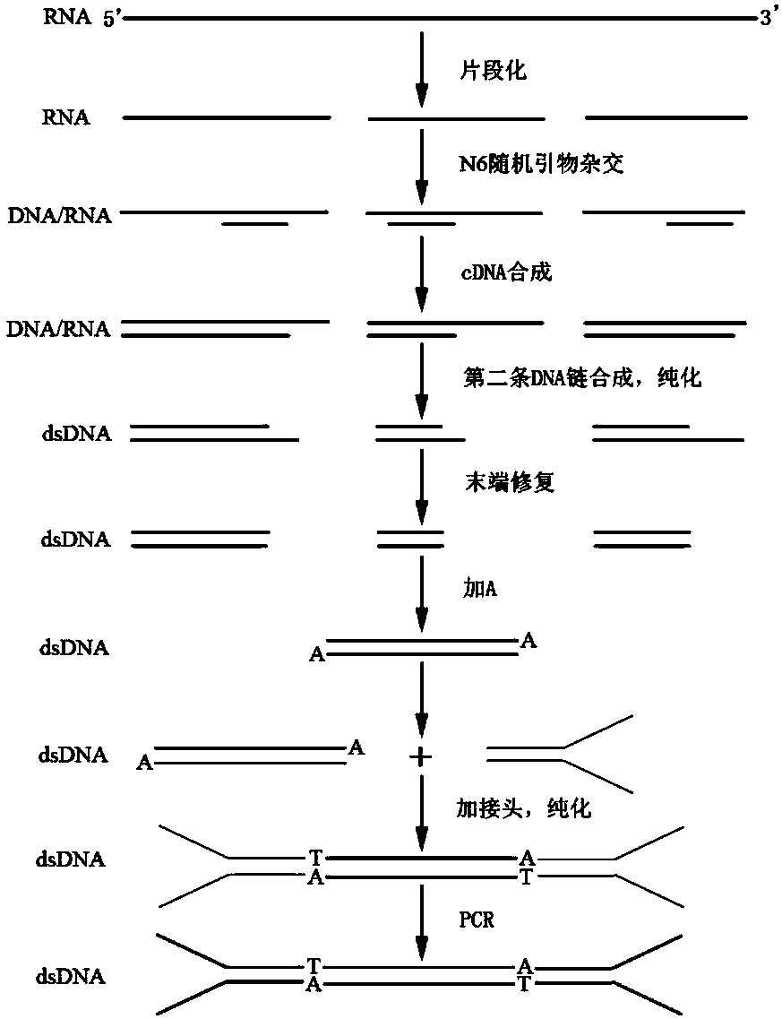 Method for rapidly constructing strand-specific RNA high-throughput sequencing library