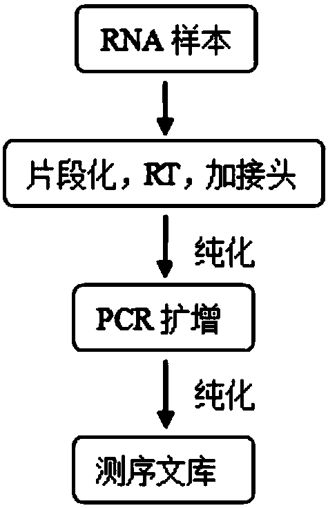 Method for rapidly constructing strand-specific RNA high-throughput sequencing library