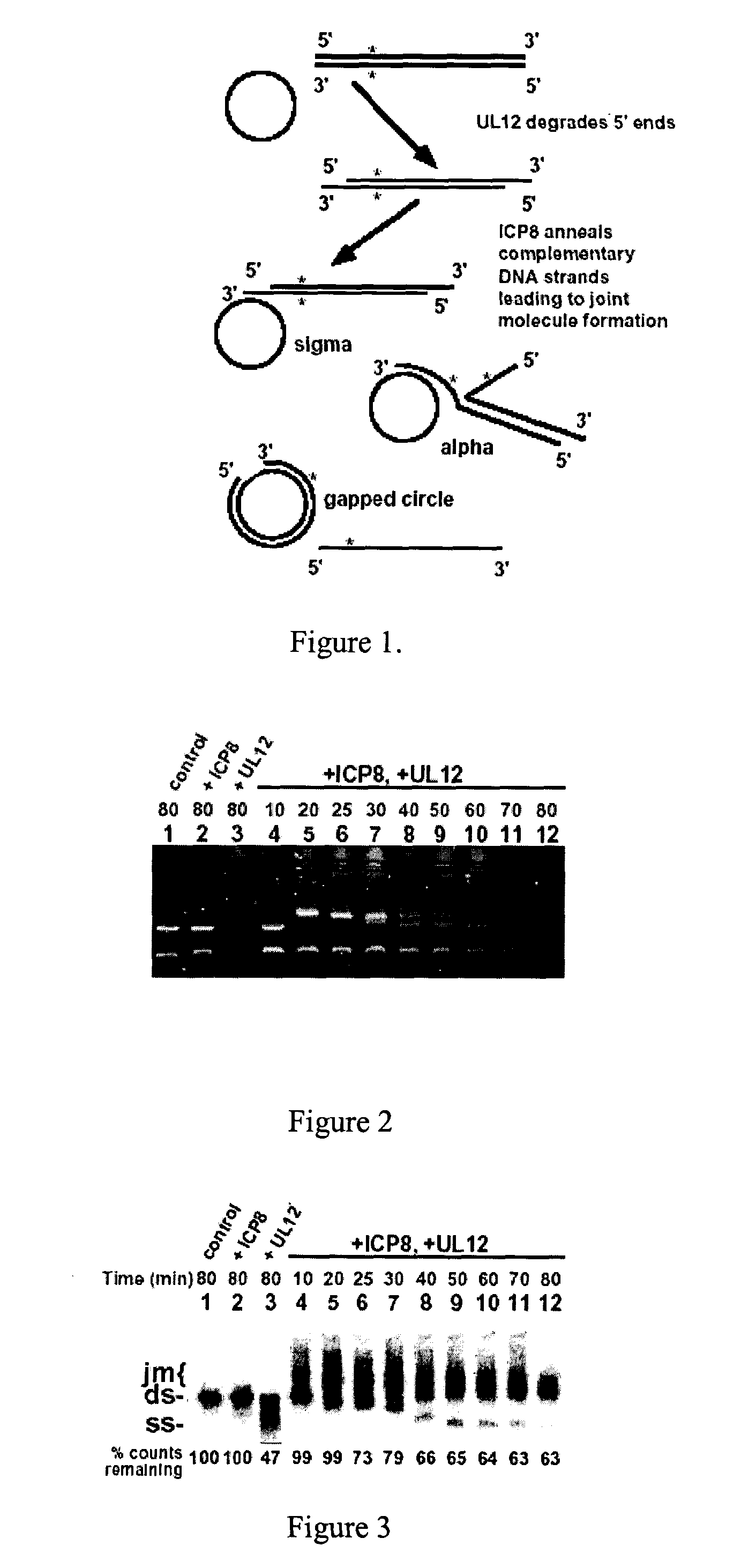 Viral recombinases, related articles, and methods of use thereof