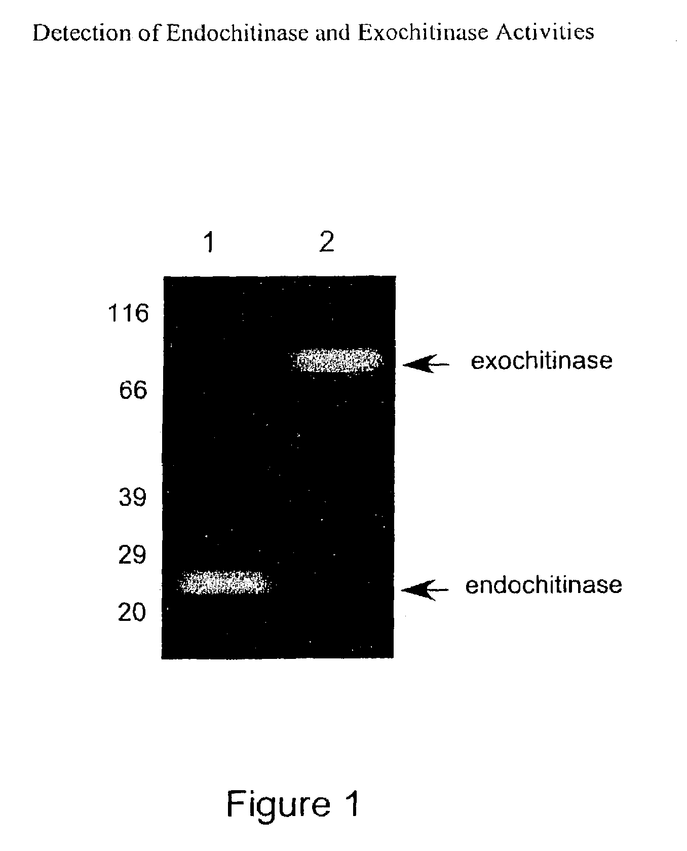 Method for detecting cockroach allergens and determining total allergen level