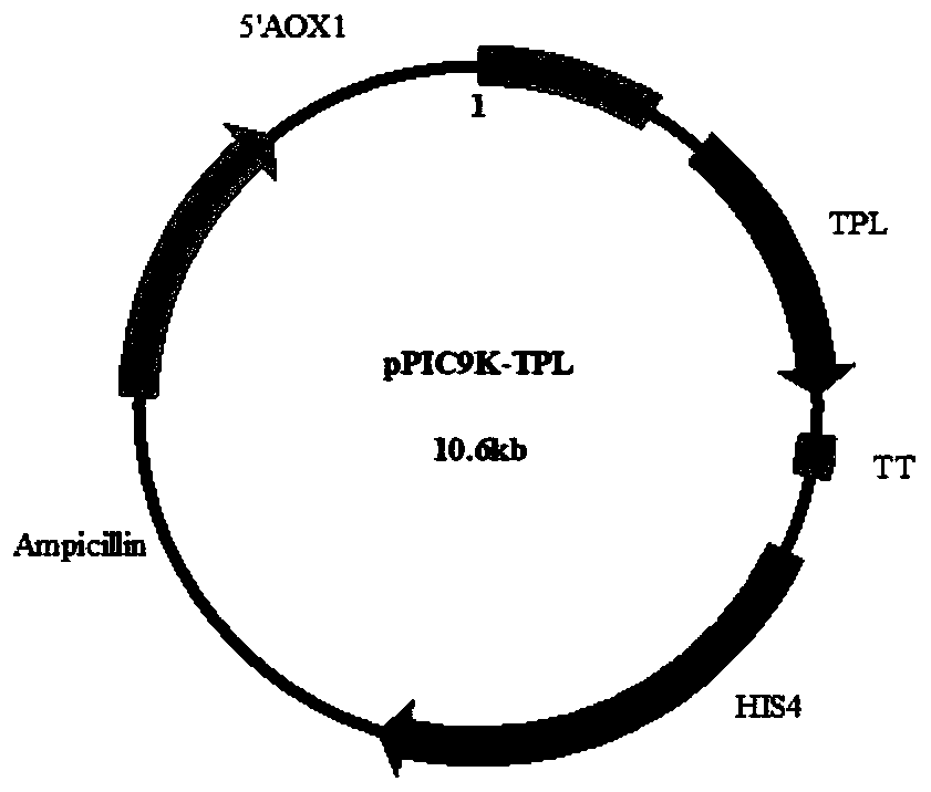 Recombinant Pichia pastoris engineering strain and its application in synthesizing levodopa