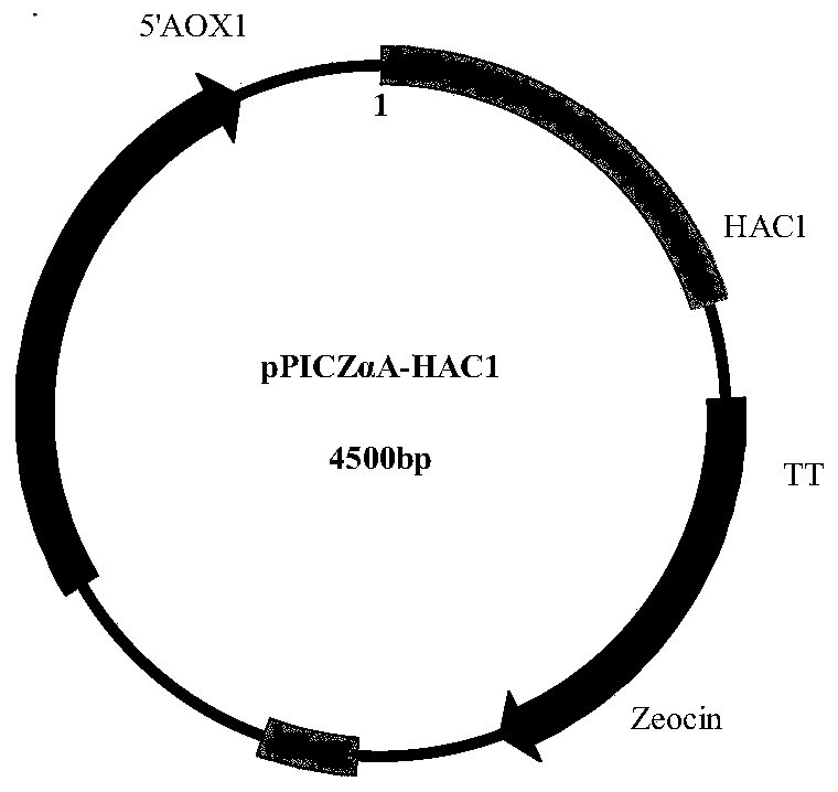 Recombinant Pichia pastoris engineering strain and its application in synthesizing levodopa