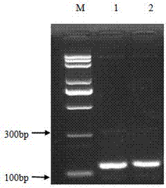 A kind of high-efficiency preparation method of antibacterial peptide cath-bf30 of golden snake