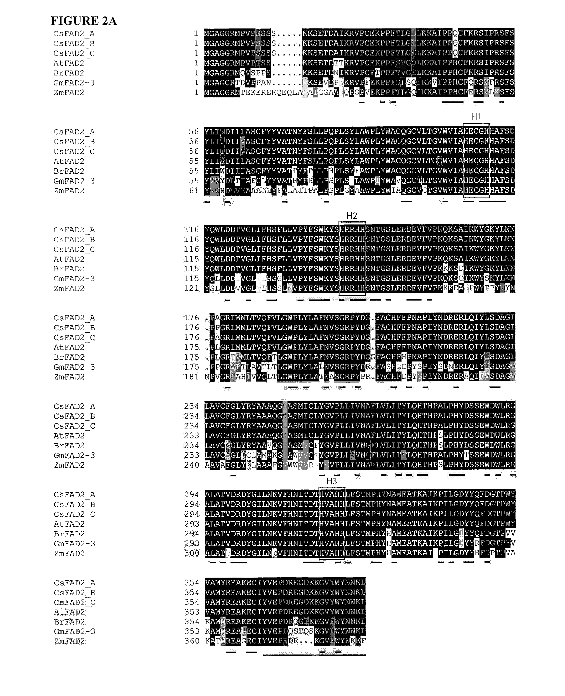 Isolation and use of fad2 and fae1 from camelina