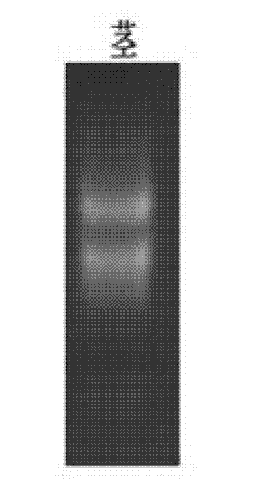 Sugar cane sucrose transport protein ShSUT3 and application of coding gene thereof